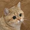 Meertor Avatar