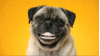 ecofriendlynukes Avatar