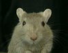 mrbiggols Avatar