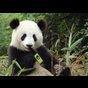 pawtucketpanda Avatar