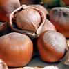 furioushazelnut Avatar