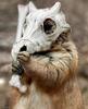 boneweasel Avatar