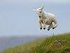 flyinglamb Avatar