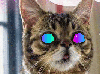 thedeadlykoala Avatar