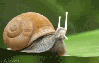doomsdaysnail Avatar
