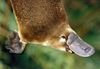 lividplatypus Avatar
