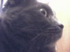 brockster Avatar