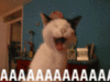 raptorcatz Avatar