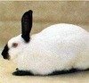poopsniff Avatar
