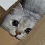 feelcat Avatar