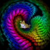 lolkeetanlol Avatar