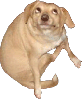 spinosaurx Avatar