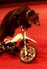 Animalmotobear Avatar