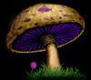 badmushroom Avatar
