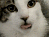 mtandy Avatar