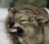 flamethewolf Avatar