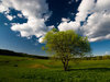 LeafyTree Avatar