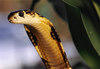 venomcobra Avatar