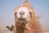 mongoliancamel Avatar