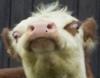 tehmohawkinator Avatar
