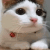 mattginge Avatar