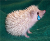 paraplegichedgehog Avatar
