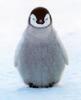 helloimapenguin Avatar