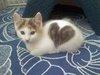catspam Avatar
