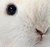 cottonball Avatar