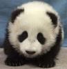 bogarthepanda Avatar