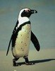 PenguinLongboarder Avatar