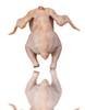 YourFunkyChicken Avatar