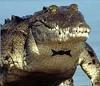 mrcrocodile Avatar