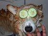 picklepigeon Avatar