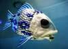 alienfish Avatar