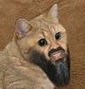 piobaireachd Avatar