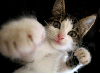 kingkittens Avatar