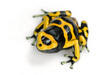 PoisonArrowFrog Avatar