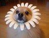 flowerdog Avatar