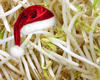beansprouts Avatar