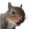 PFSquirrel Avatar