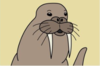 nimblewalrus Avatar
