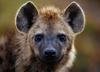Hyena Avatar