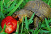 hungryturtle Avatar