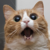 wittydog Avatar