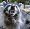 sneakyraccoon Avatar