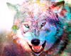 kazamaxin Avatar