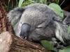koalafication Avatar