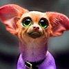 poochy Avatar
