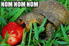 Omnomnoms Avatar